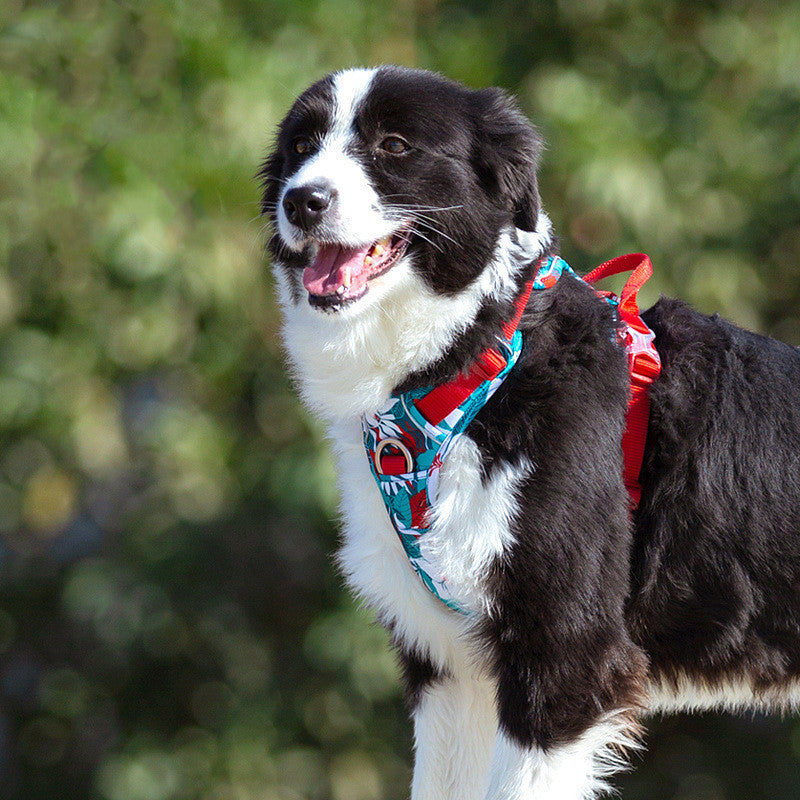 Stylish Dog Leash and Vest Strap Combo